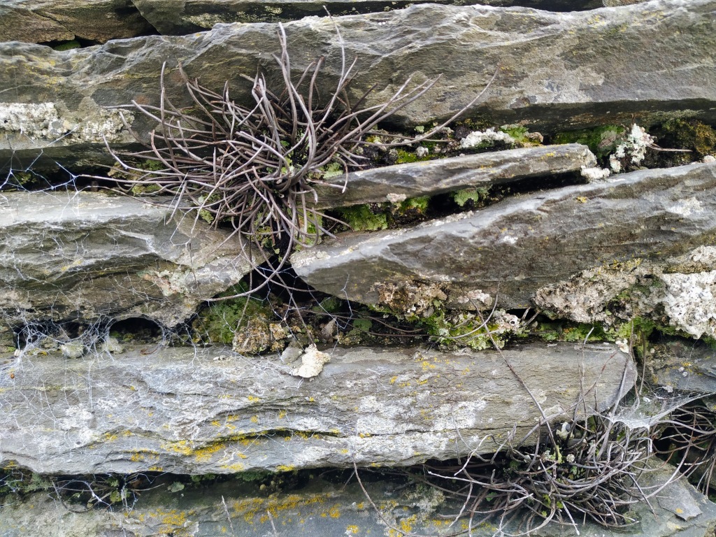 Home: Fences