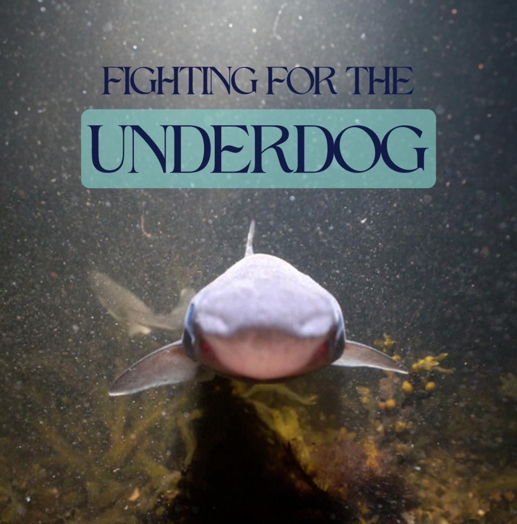 Film Club: Fighting for the Underdog